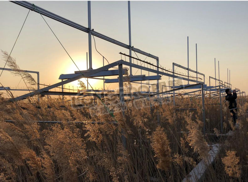 蘆葦地增溫模擬實驗.jpg 蘆葦地增溫模擬實驗.jpg